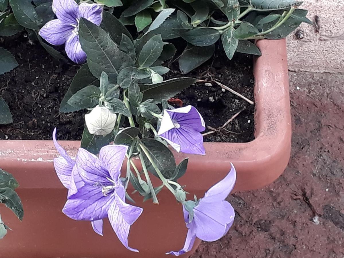 L'Antico Faro Bed & Breakfast Castelsardo Bagian luar foto